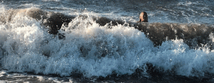 cropped-399138535_330181019717778_7067839176269094086_n-1.gif